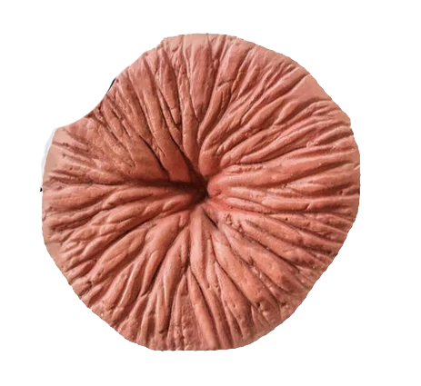 Popo